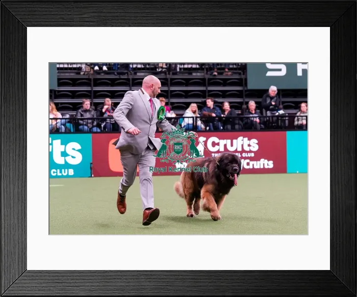 Framed Print : D-C-D-0-1-9-0 Crufts 2024 NEC Birmingham Working