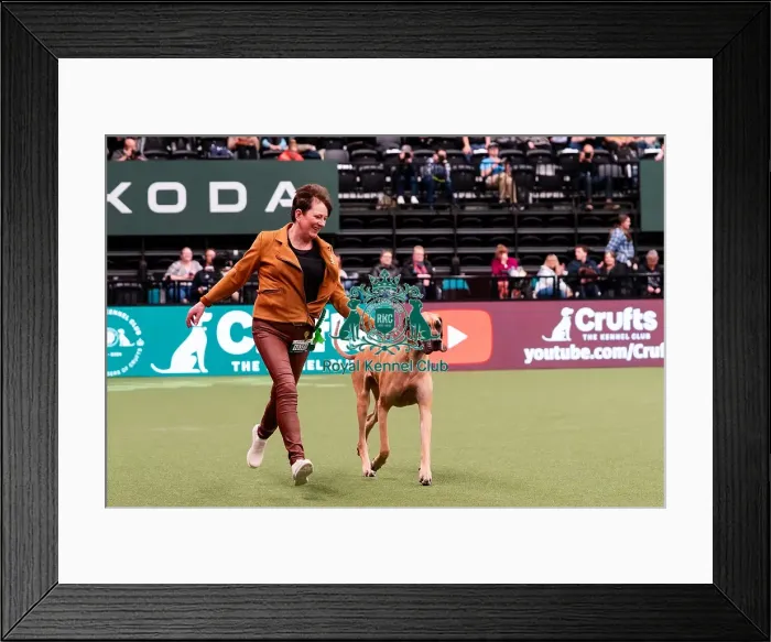 Framed Print : D-C-D-0-1-9-0 Crufts 2024 NEC Birmingham Working Framed Print : D-C-D-0-1-9-0 Crufts 2024 NEC Birmingham Working