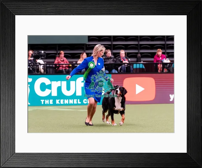 Framed Print : D-C-D-0-1-9-0 Crufts 2024 NEC Birmingham Working Framed Print : D-C-D-0-1-9-0 Crufts 2024 NEC Birmingham Working