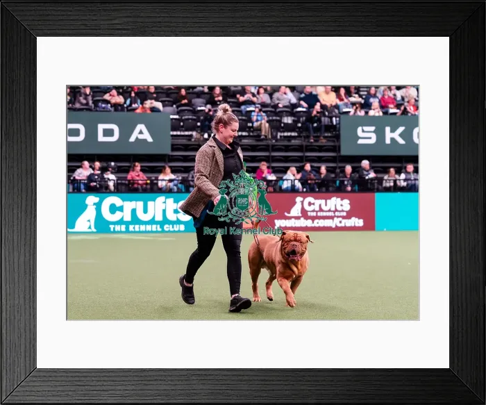 Framed Print : D-C-D-0-1-9-0 Crufts 2024 NEC Birmingham Working Framed Print : D-C-D-0-1-9-0 Crufts 2024 NEC Birmingham Working