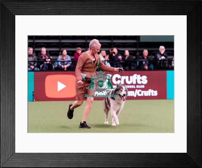 Framed Print : D-C-D-0-1-9-0 Crufts 2024 NEC Birmingham Working Framed Print : D-C-D-0-1-9-0 Crufts 2024 NEC Birmingham Working