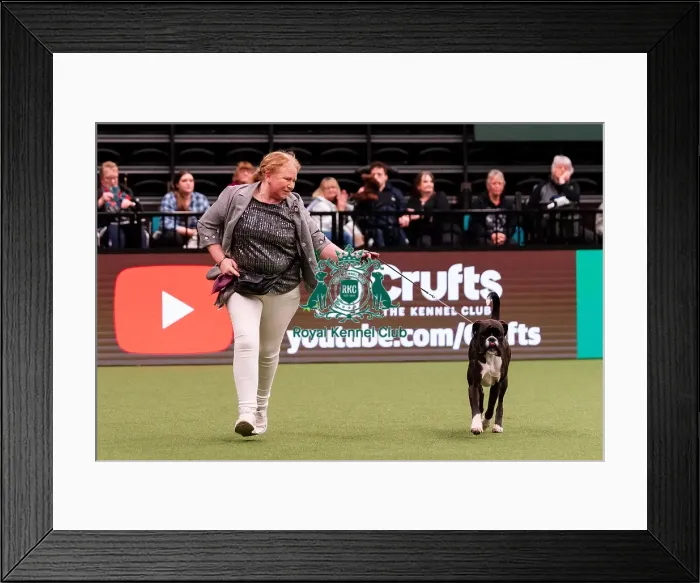 Framed Print : D-C-D-0-1-9-0 Crufts 2024 NEC Birmingham Working Framed Print : D-C-D-0-1-9-0 Crufts 2024 NEC Birmingham Working