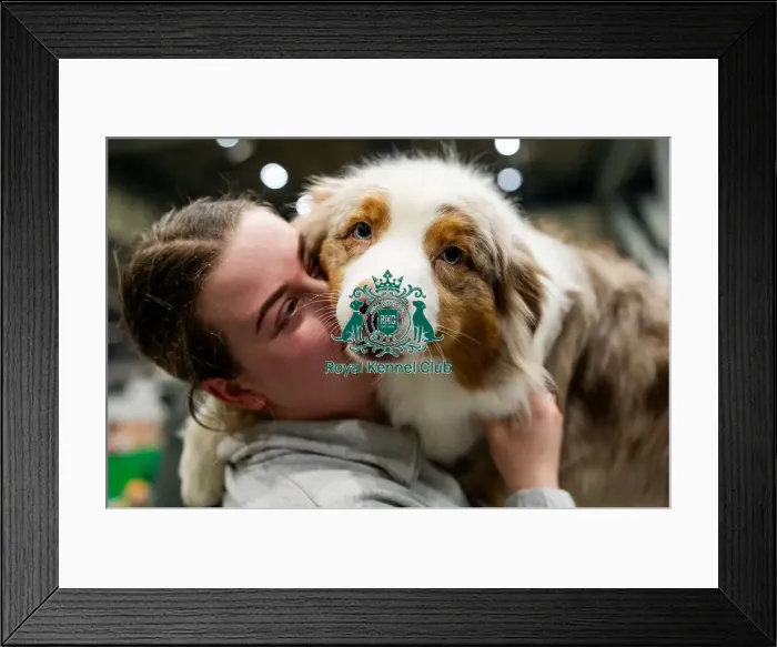 Framed Print : D-C-D-0-1-9-0 Crufts 2024 NEC Birmingham Day 3