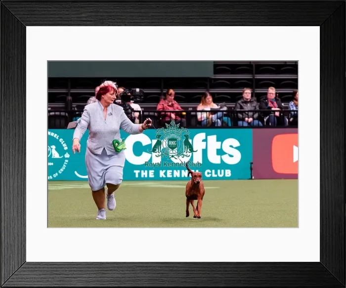 Framed Print : D-C-D-0-1-9-0 Crufts 2024 NEC Birmingham Working