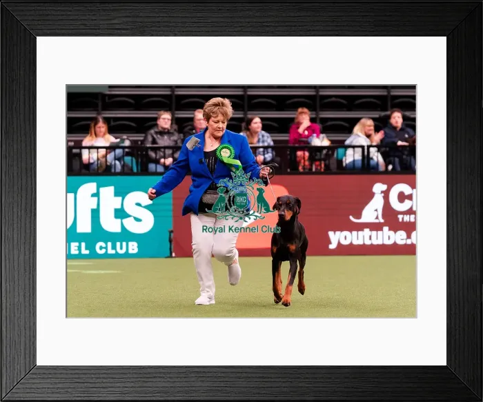 Framed Print : D-C-D-0-1-9-0 Crufts 2024 NEC Birmingham Working