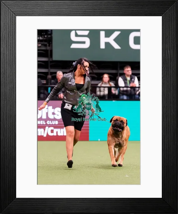 Framed Print : D-C-D-0-1-9-0 Crufts 2024 NEC Birmingham Working Framed Print : D-C-D-0-1-9-0 Crufts 2024 NEC Birmingham Working