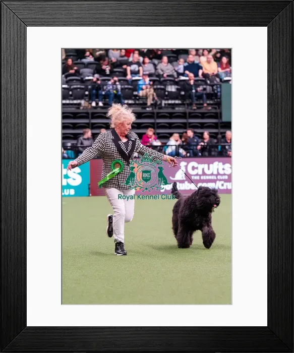 Framed Print : D-C-D-0-1-9-0 Crufts 2024 NEC Birmingham Working Framed Print : D-C-D-0-1-9-0 Crufts 2024 NEC Birmingham Working