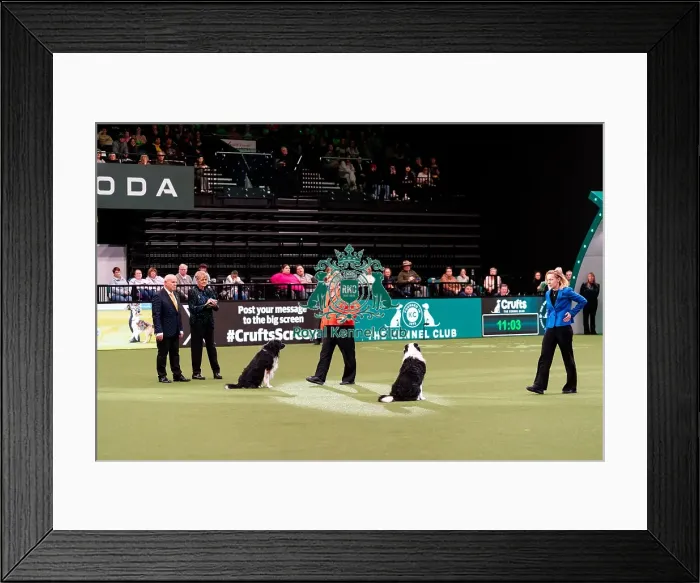 Framed Print : D-C-D-0-1-9-0 Crufts 2024 NEC Birmingham Day 3 Framed Print : D-C-D-0-1-9-0 Crufts 2024 NEC Birmingham Day 3