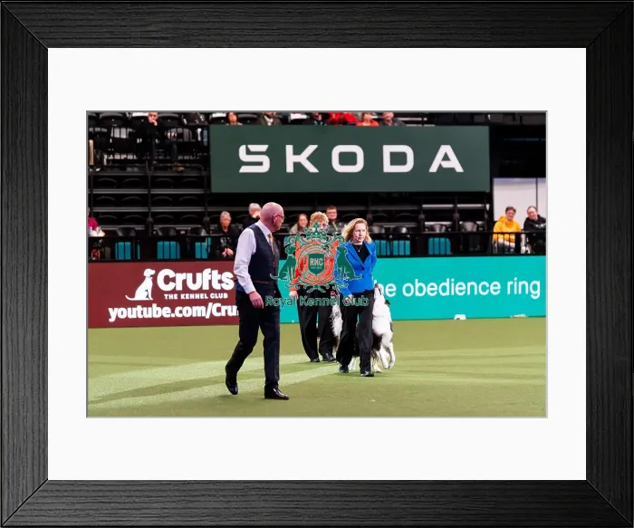 Framed Print : D-C-D-0-1-9-0 Crufts 2024 NEC Birmingham Day 3 Framed Print : D-C-D-0-1-9-0 Crufts 2024 NEC Birmingham Day 3