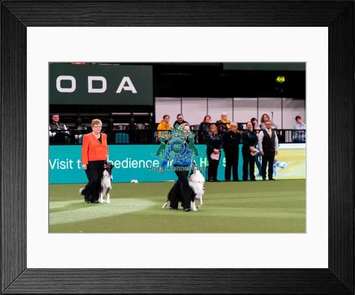 Framed Print : D-C-D-0-1-9-0 Crufts 2024 NEC Birmingham Day 3 Framed Print : D-C-D-0-1-9-0 Crufts 2024 NEC Birmingham Day 3