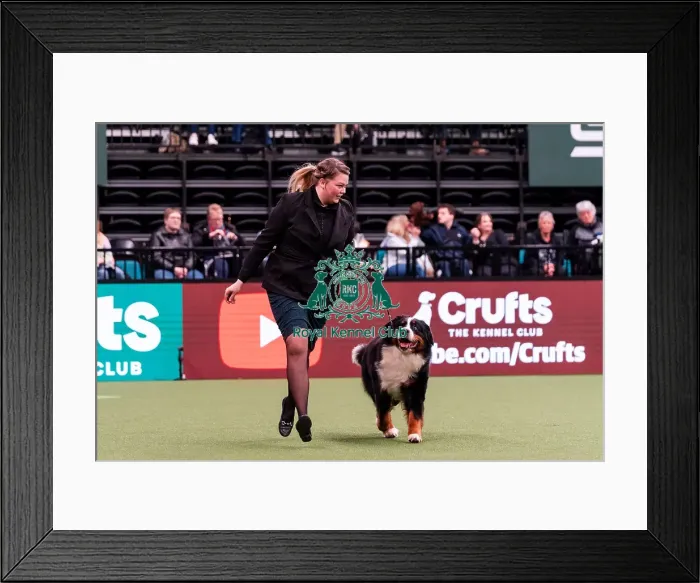 Framed Print : D-C-D-0-1-9-0 Crufts 2024 NEC Birmingham Working Framed Print : D-C-D-0-1-9-0 Crufts 2024 NEC Birmingham Working