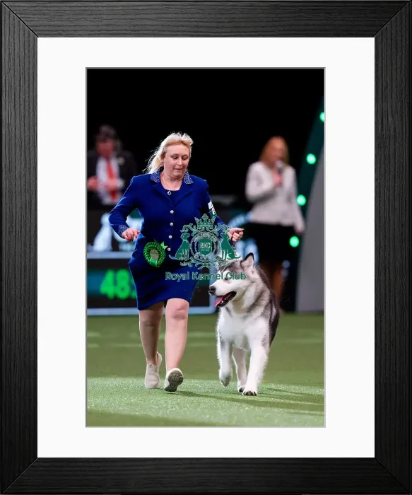 Framed Print : D-C-D-0-1-9-0 Crufts 2024 NEC Birmingham Working Framed Print : D-C-D-0-1-9-0 Crufts 2024 NEC Birmingham Working