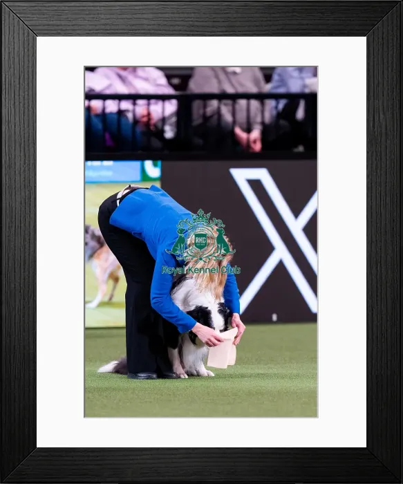 Framed Print : D-C-D-0-1-9-0 Crufts 2024 NEC Birmingham Day 3