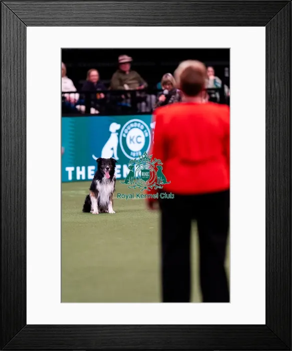 Framed Print : D-C-D-0-1-9-0 Crufts 2024 NEC Birmingham Pastoral Framed Print : D-C-D-0-1-9-0 Crufts 2024 NEC Birmingham Pastoral
