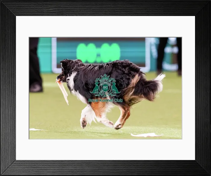 Framed Print : D-C-D-0-1-9-0 Crufts 2024 NEC Birmingham Pastoral Framed Print : D-C-D-0-1-9-0 Crufts 2024 NEC Birmingham Pastoral