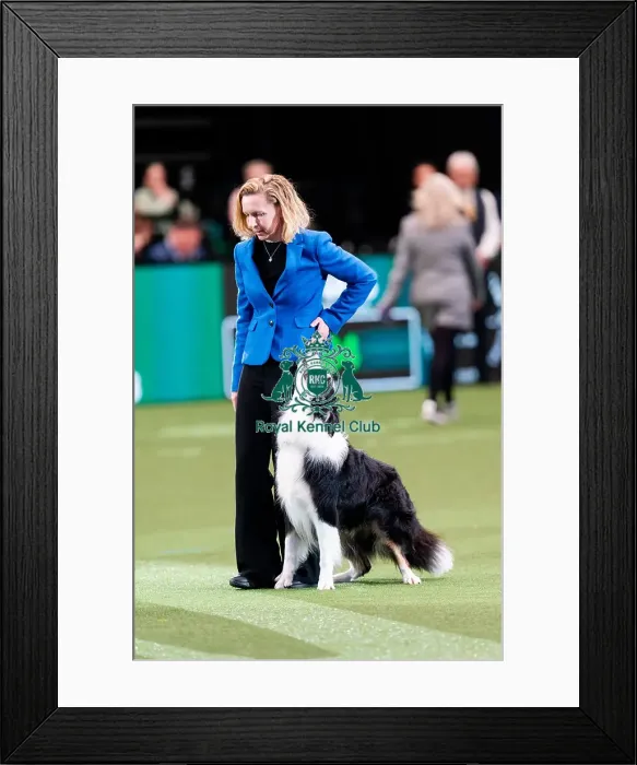 Framed Print : D-C-D-0-1-9-0 Crufts 2024 NEC Birmingham Day 3 Framed Print : D-C-D-0-1-9-0 Crufts 2024 NEC Birmingham Day 3