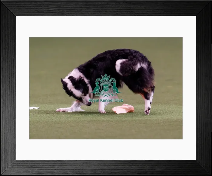 Framed Print : D-C-D-0-1-9-0 Crufts 2024 NEC Birmingham Day 3 Framed Print : D-C-D-0-1-9-0 Crufts 2024 NEC Birmingham Day 3