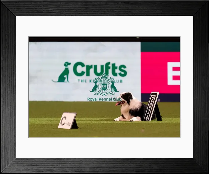 Framed Print : D-C-D-0-1-9-0 Crufts 2024 NEC Birmingham Day 3 Framed Print : D-C-D-0-1-9-0 Crufts 2024 NEC Birmingham Day 3