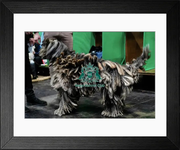 Framed Print : D-C-D-0-1-9-0 Crufts 2024 NEC Birmingham Day 3 Framed Print : D-C-D-0-1-9-0 Crufts 2024 NEC Birmingham Day 3