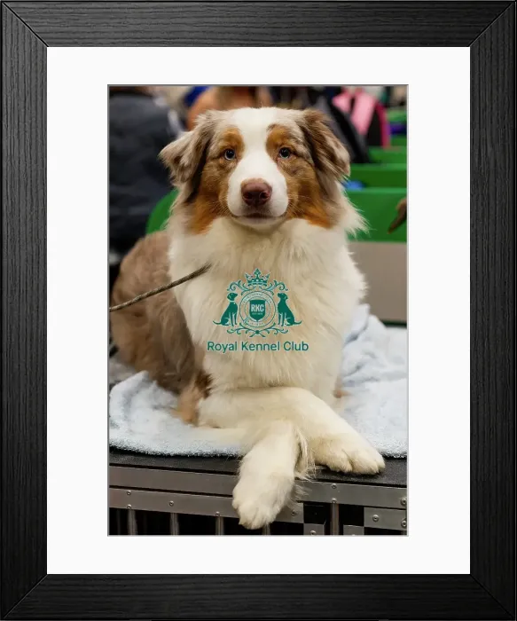 Framed Print : D-C-D-0-1-9-0 Crufts 2024 NEC Birmingham Day 3 Framed Print : D-C-D-0-1-9-0 Crufts 2024 NEC Birmingham Day 3