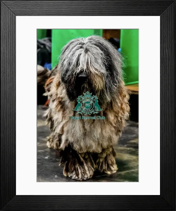 Framed Print : D-C-D-0-1-9-0 Crufts 2024 NEC Birmingham Day 3 Framed Print : D-C-D-0-1-9-0 Crufts 2024 NEC Birmingham Day 3
