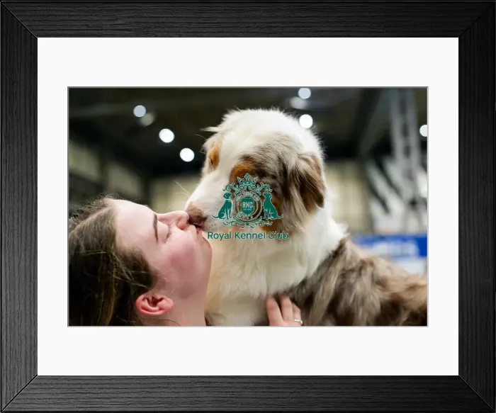 Framed Print : D-C-D-0-1-9-0 Crufts 2024 NEC Birmingham Day 3 Framed Print : D-C-D-0-1-9-0 Crufts 2024 NEC Birmingham Day 3