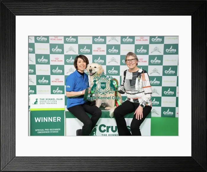 Framed Print : D-C-D-0-1-9-0 Crufts 2024 NEC Birmingham Day 3 Framed Print : D-C-D-0-1-9-0 Crufts 2024 NEC Birmingham Day 3