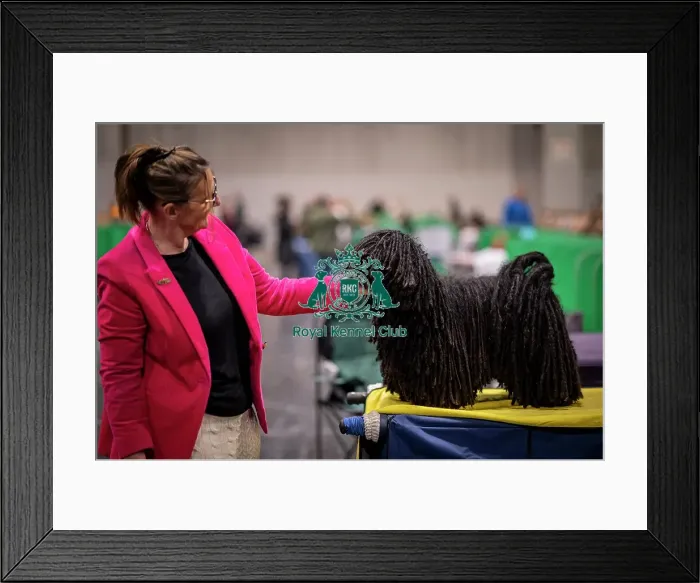 Framed Print : D-C-D-0-1-9-0 Crufts 2024 NEC Birmingham Day 3 Framed Print : D-C-D-0-1-9-0 Crufts 2024 NEC Birmingham Day 3
