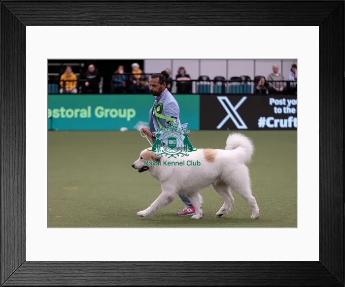 Framed Print : D-C-D-0-1-9-0 Crufts 2024 NEC Birmingham Pastoral Framed Print : D-C-D-0-1-9-0 Crufts 2024 NEC Birmingham Pastoral