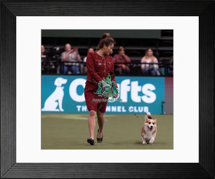 Framed Print : D-C-D-0-1-9-0 Crufts 2024 NEC Birmingham Pastoral Framed Print : D-C-D-0-1-9-0 Crufts 2024 NEC Birmingham Pastoral
