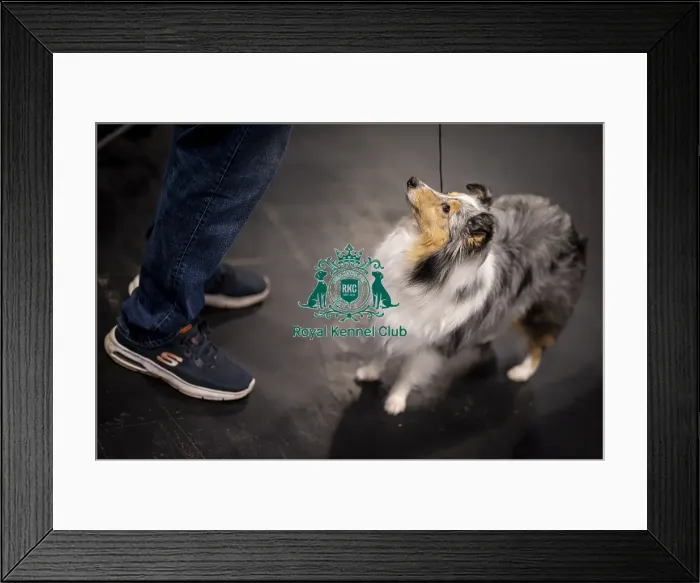 Framed Print : D-C-D-0-1-9-0 Crufts 2024 NEC Birmingham Day 3