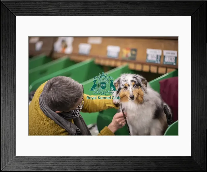 Framed Print : D-C-D-0-1-9-0 Crufts 2024 NEC Birmingham Day 3 Framed Print : D-C-D-0-1-9-0 Crufts 2024 NEC Birmingham Day 3