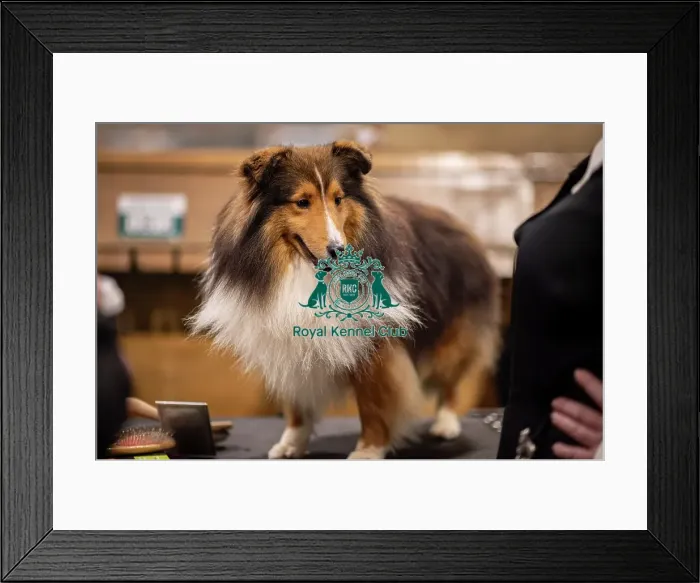 Framed Print : D-C-D-0-1-9-0 Crufts 2024 NEC Birmingham Day 3 Framed Print : D-C-D-0-1-9-0 Crufts 2024 NEC Birmingham Day 3