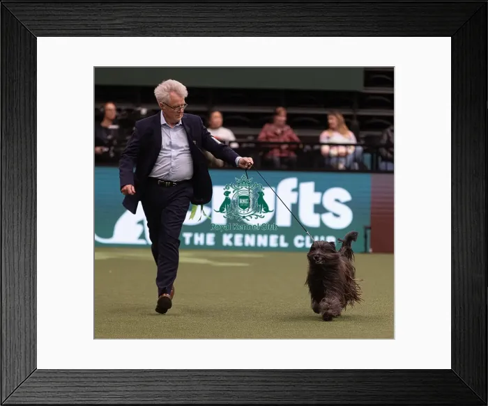 Framed Print : D-C-D-0-1-9-0 Crufts 2024 NEC Birmingham Pastoral Framed Print : D-C-D-0-1-9-0 Crufts 2024 NEC Birmingham Pastoral