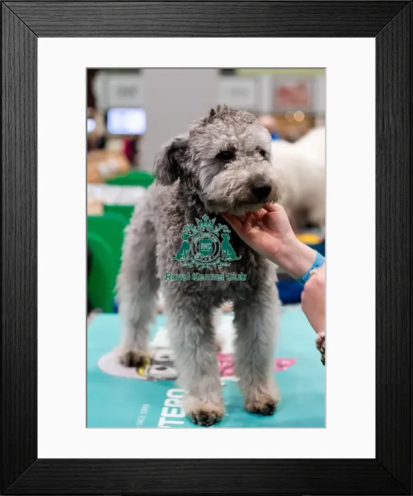 Framed Print : D-C-D-0-1-9-0 Crufts 2024 NEC Birmingham Day 3 Framed Print : D-C-D-0-1-9-0 Crufts 2024 NEC Birmingham Day 3