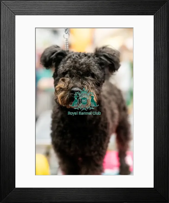 Framed Print : D-C-D-0-1-9-0 Crufts 2024 NEC Birmingham Day 3 Framed Print : D-C-D-0-1-9-0 Crufts 2024 NEC Birmingham Day 3