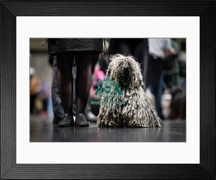 Framed Print : D-C-D-0-1-9-0 Crufts 2024 NEC Birmingham Day 3 Framed Print : D-C-D-0-1-9-0 Crufts 2024 NEC Birmingham Day 3