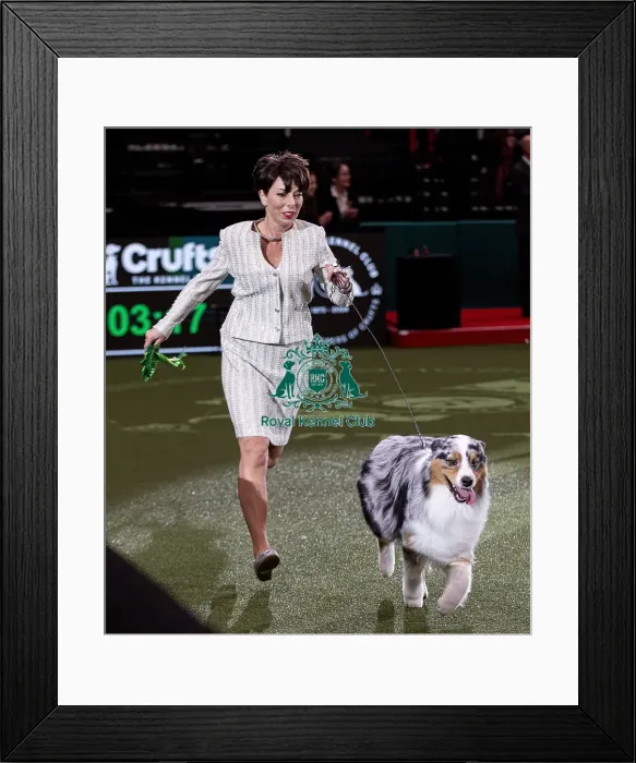 Framed Print : D-C-D-0-1-9-0 Crufts 2024 NEC Birmingham Pastoral Framed Print : D-C-D-0-1-9-0 Crufts 2024 NEC Birmingham Pastoral