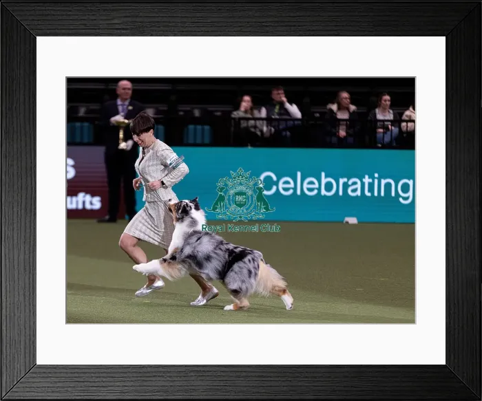 Framed Print : D-C-D-0-1-9-0 Crufts 2024 NEC Birmingham Pastoral Framed Print : D-C-D-0-1-9-0 Crufts 2024 NEC Birmingham Pastoral