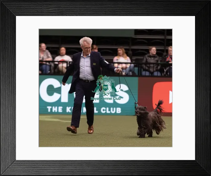 Framed Print : D-C-D-0-1-9-0 Crufts 2024 NEC Birmingham Pastoral