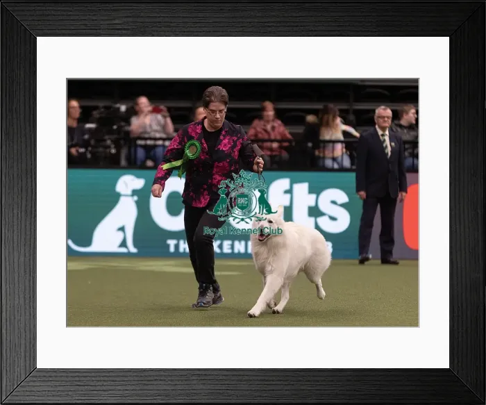 Framed Print : D-C-D-0-1-9-0 Crufts 2024 NEC Birmingham Pastoral Framed Print : D-C-D-0-1-9-0 Crufts 2024 NEC Birmingham Pastoral