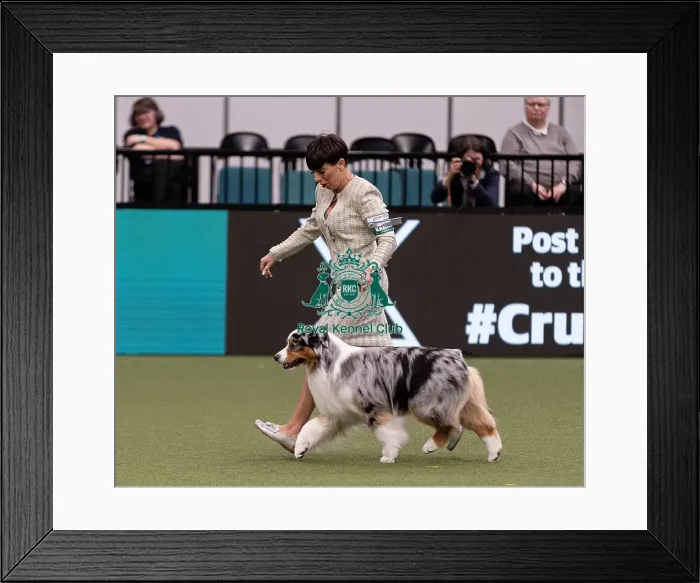 Framed Print : D-C-D-0-1-9-0 Crufts 2024 NEC Birmingham Pastoral Framed Print : D-C-D-0-1-9-0 Crufts 2024 NEC Birmingham Pastoral