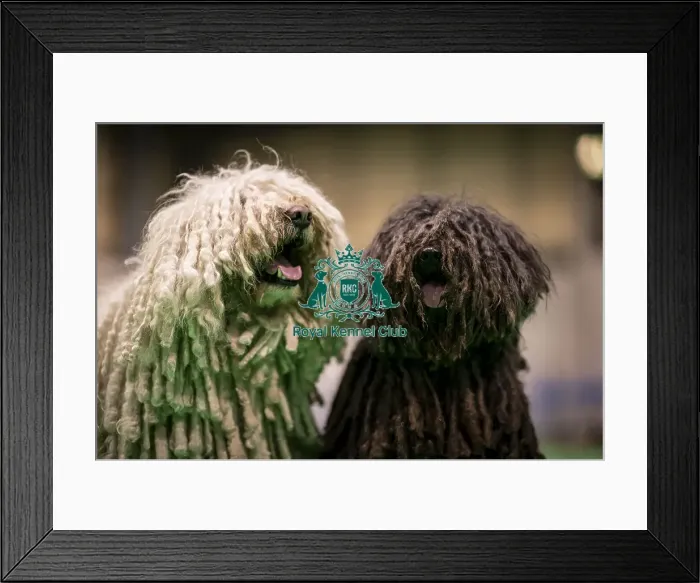 Framed Print : D-C-D-0-1-9-0 Crufts 2024 NEC Birmingham Day 3 Framed Print : D-C-D-0-1-9-0 Crufts 2024 NEC Birmingham Day 3