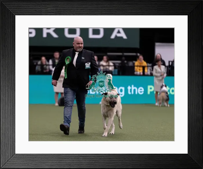 Framed Print : D-C-D-0-1-9-0 Crufts 2024 NEC Birmingham Pastoral Framed Print : D-C-D-0-1-9-0 Crufts 2024 NEC Birmingham Pastoral