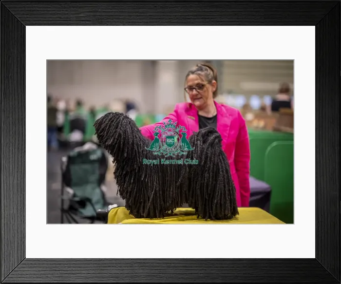 Framed Print : D-C-D-0-1-9-0 Crufts 2024 NEC Birmingham Day 3 Framed Print : D-C-D-0-1-9-0 Crufts 2024 NEC Birmingham Day 3