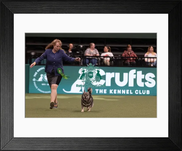 Framed Print : D-C-D-0-1-9-0 Crufts 2024 NEC Birmingham Pastoral Framed Print : D-C-D-0-1-9-0 Crufts 2024 NEC Birmingham Pastoral
