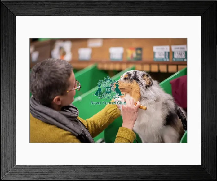 Framed Print : D-C-D-0-1-9-0 Crufts 2024 NEC Birmingham Day 3