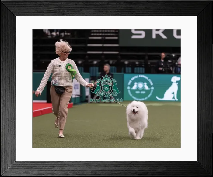 Framed Print : D-C-D-0-1-9-0 Crufts 2024 NEC Birmingham Pastoral Framed Print : D-C-D-0-1-9-0 Crufts 2024 NEC Birmingham Pastoral