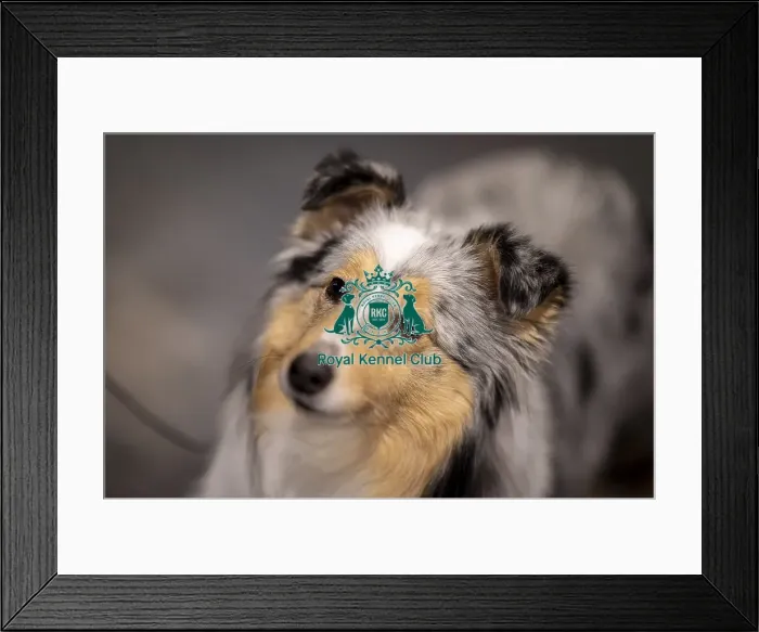 Framed Print : D-C-D-0-1-9-0 Crufts 2024 NEC Birmingham Day 3