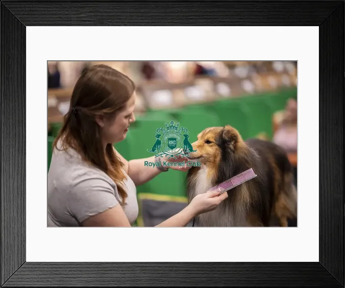 Framed Print : D-C-D-0-1-9-0 Crufts 2024 NEC Birmingham Day 3